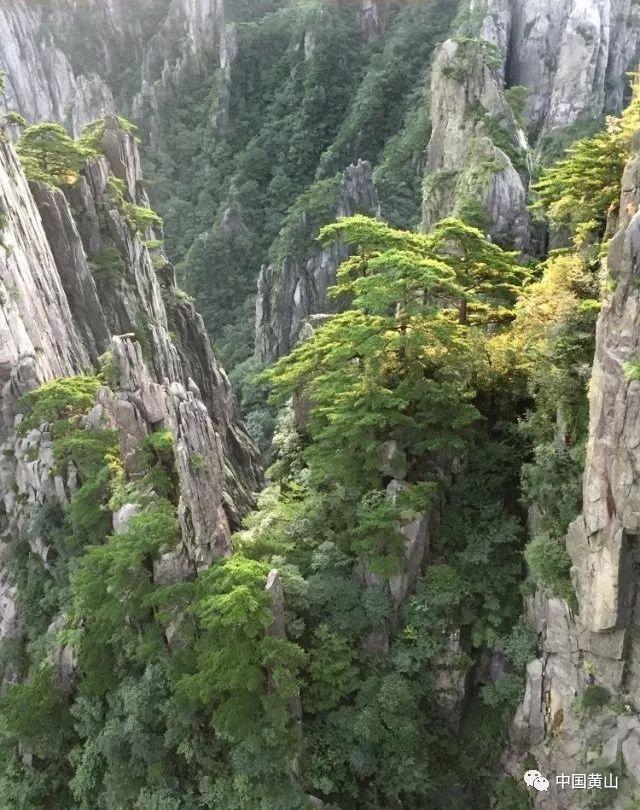 长角的动物都不是食肉动物